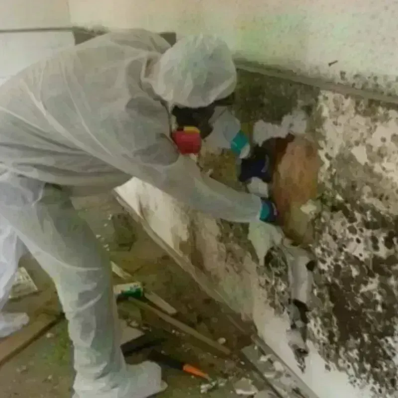 Mold Remediation and Removal in Orange County, NY